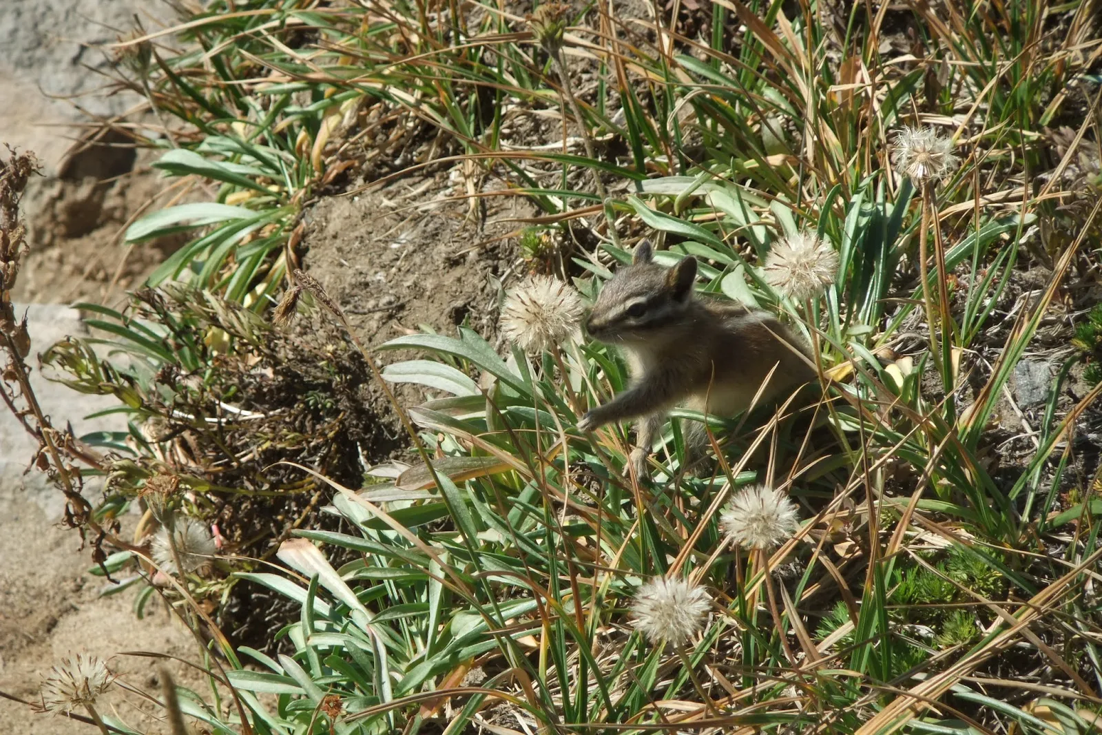 a-squirrel