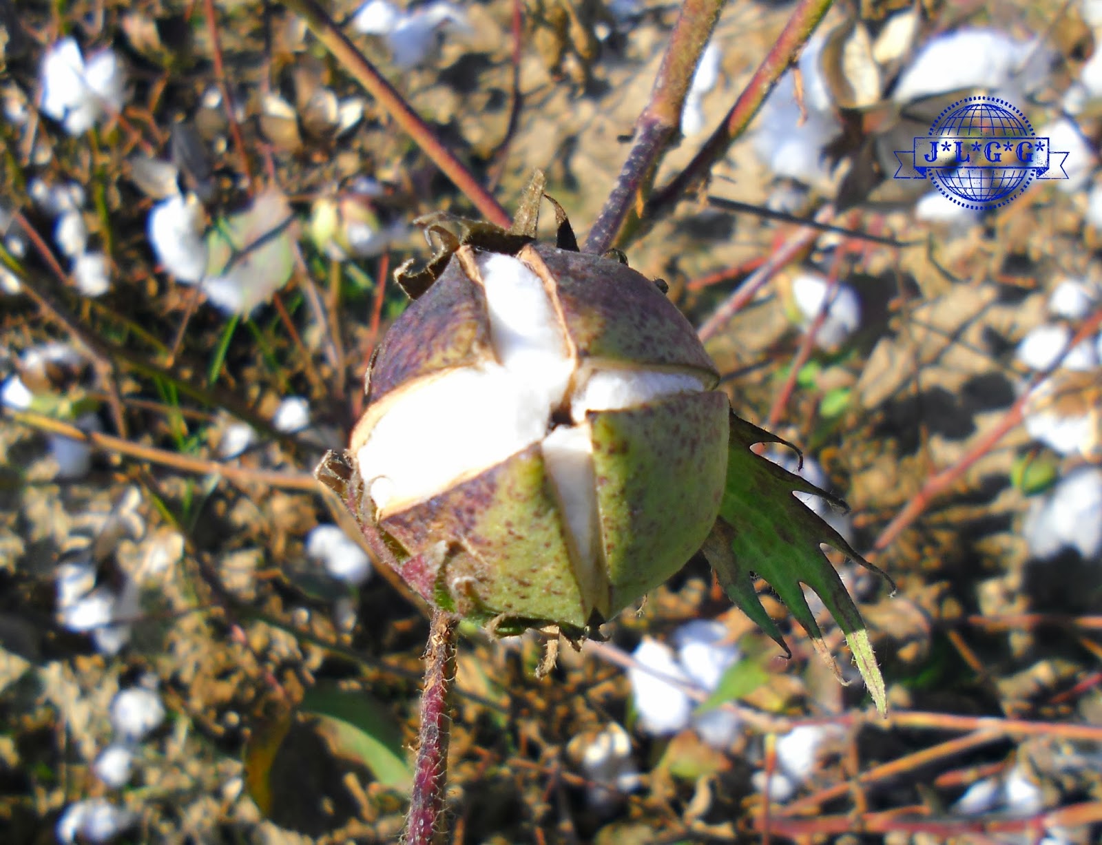 Naturaleza J *L * G* G* LA PLANTA DEL ALGODÓN J*L*G*G* Naturaleza J *L * G* G* LA PLANTA DEL ALGODÓN J*L*G*G*