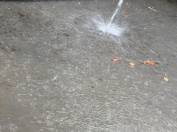 हुई बारिश धान की खेती के लिए फ़ायदेमंद, AnjNewsMedia