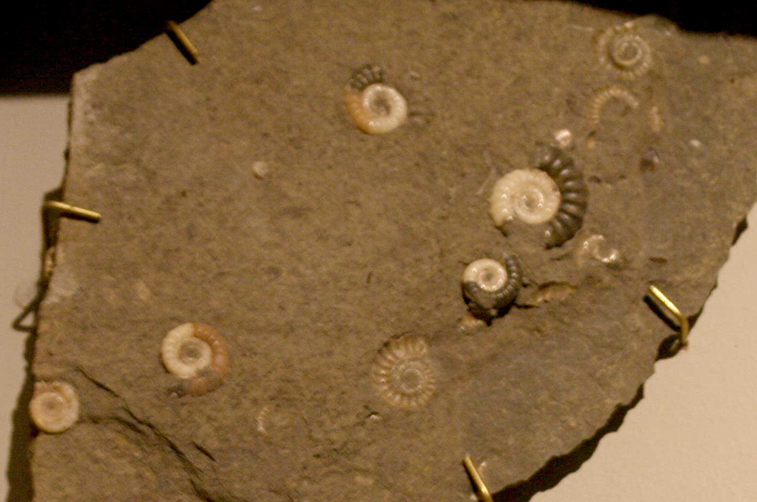 Louisville Fossils and Beyond Promicroceras Ammonite Fossils