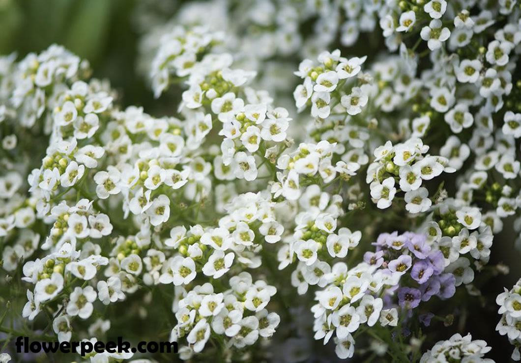 Steps on how to grow Sweet Alyssum in container