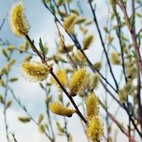 salgueiro plantas medicinais anti inflamatórias