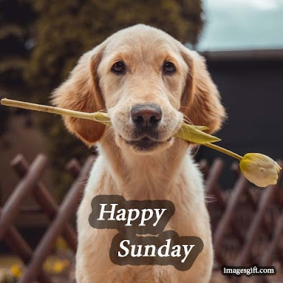 happy sunday images dogs happy sunday images dogs