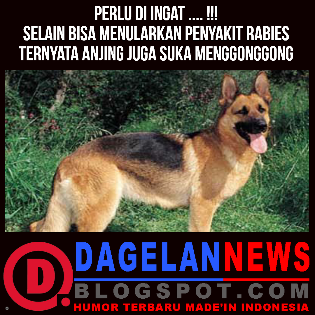 Kata Lucu Bergambar Anjing DP BBM Kocak Bikin Ngakak
