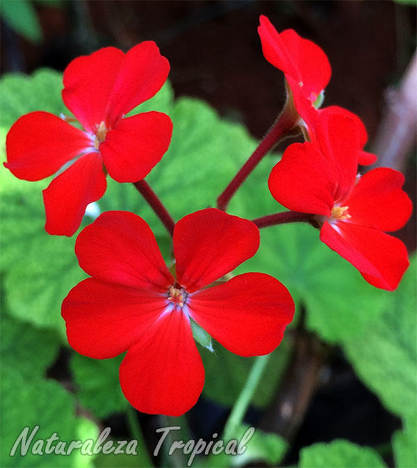 Flores rojas de una especie de geranio, Pelargonium sp