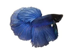 jenis ikan cupang warna biru