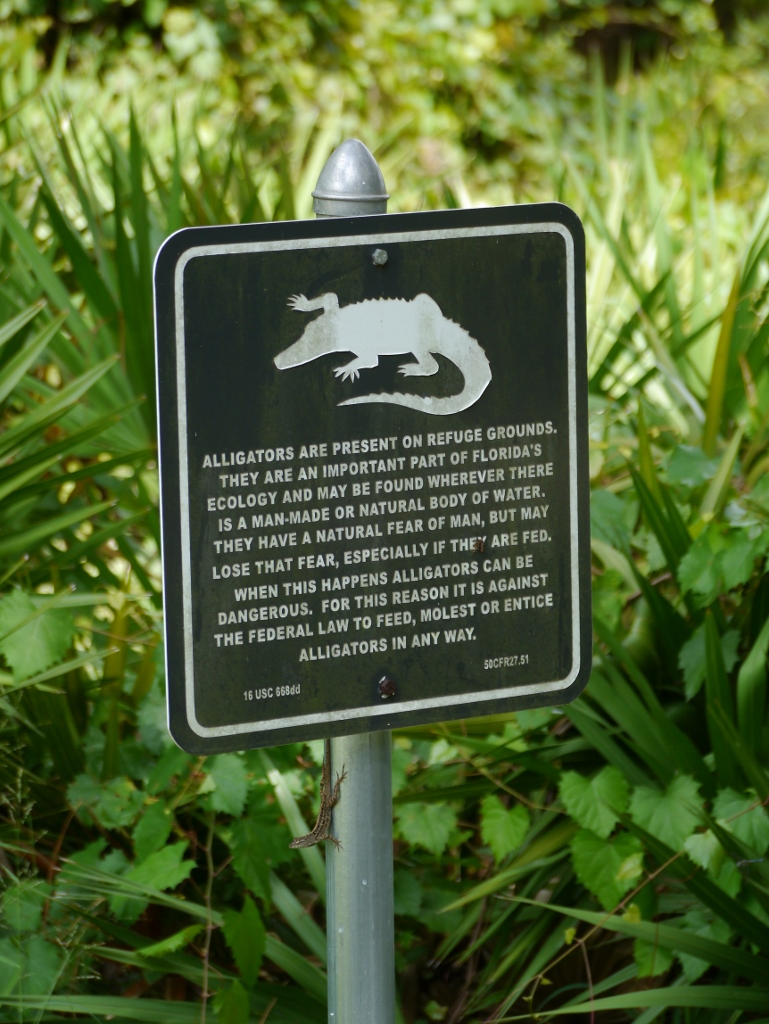 Bahama Bay Resort Orlando Floride lac végétation alligator