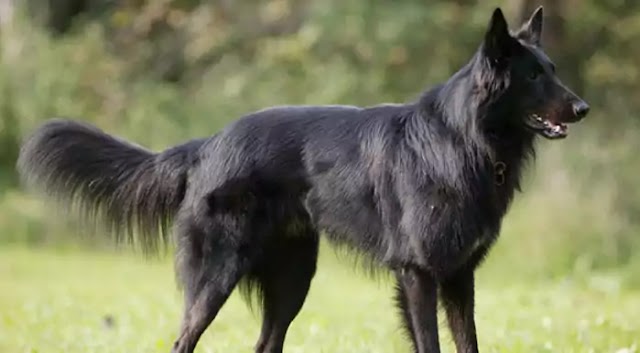 Belgian Sheepdog Dog Breed Info: Price, Characteristics, Aggressiveness & Facts