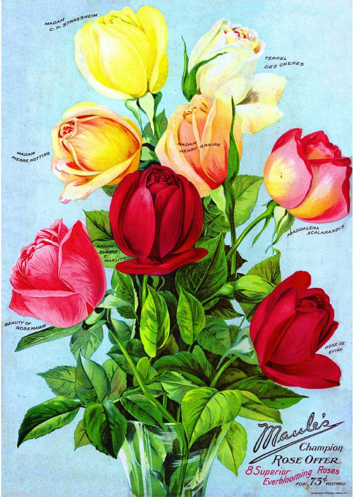 Vintage Antique Roses Posters_(61 item) Blisse Design Studio