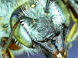 A mason bee is cuter than you think! Mason bee close-up