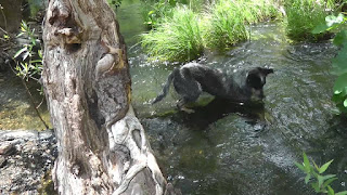 perro rastreador de oro perro de oro rastreador ruidoso