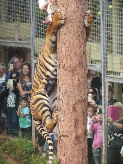 South Lakes Safari Zoo Sumatran tiger