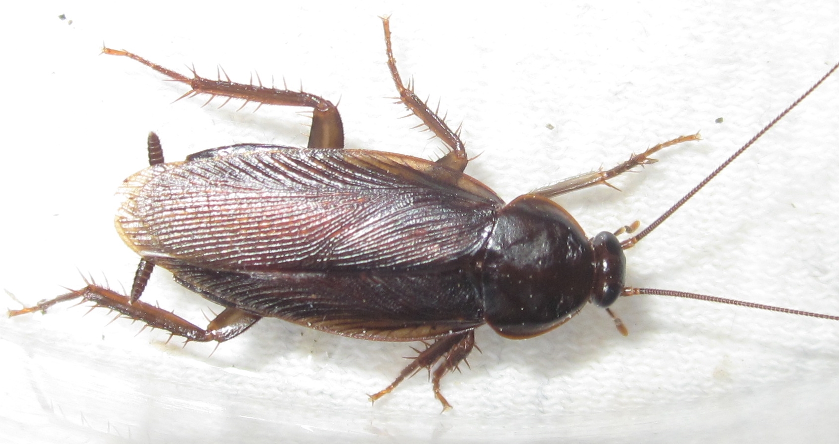 Asiablatta%25235.JPG