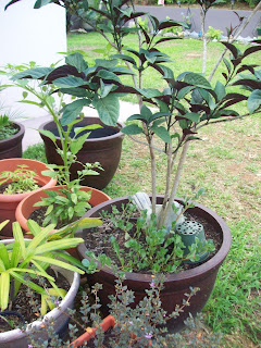 Mi patio y yo: Mis árboles en tiestos