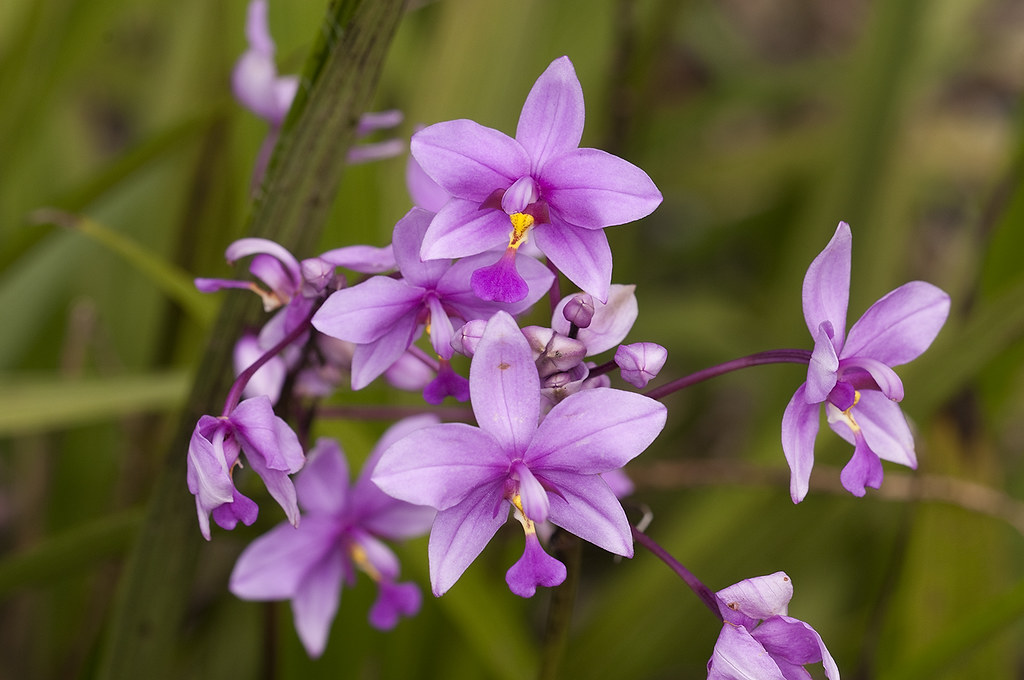 Butterflies Of Singapore Favourite Nectaring Plants 14