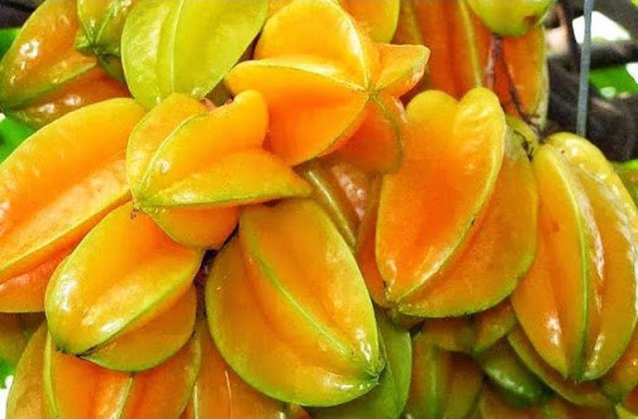 biji benih buah belimbing 10 biji Gorontalo