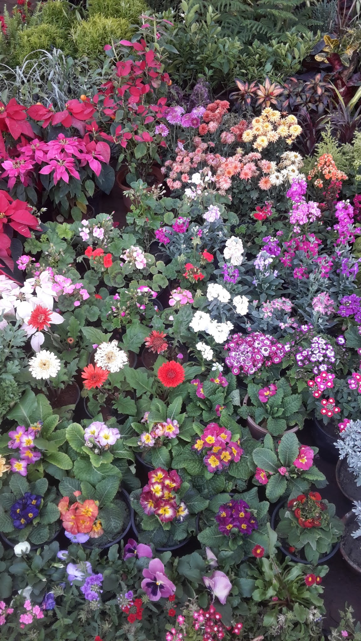 Jaipur Garden Garden Affair Visiting nursery in Spring