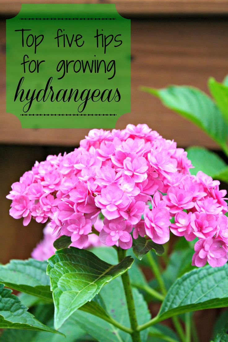 Tips for growing healthy hydrangeas