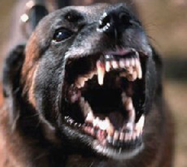 SobreviviRRHHé!: Día Mundial de la Rabia.