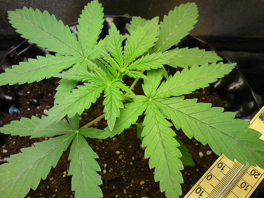 strawberry cough vs green crack strawberry cough vs green crack