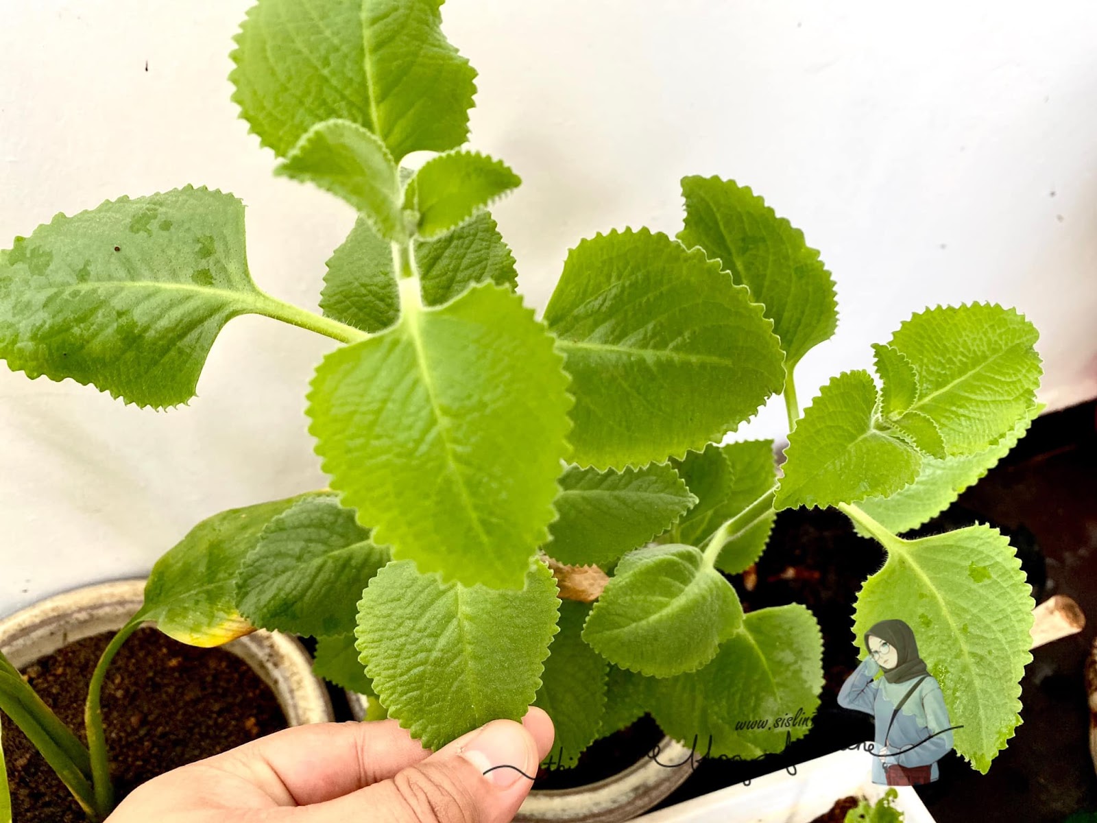 Subur Plak Pokok Oregano Aku Aku Sis Lin