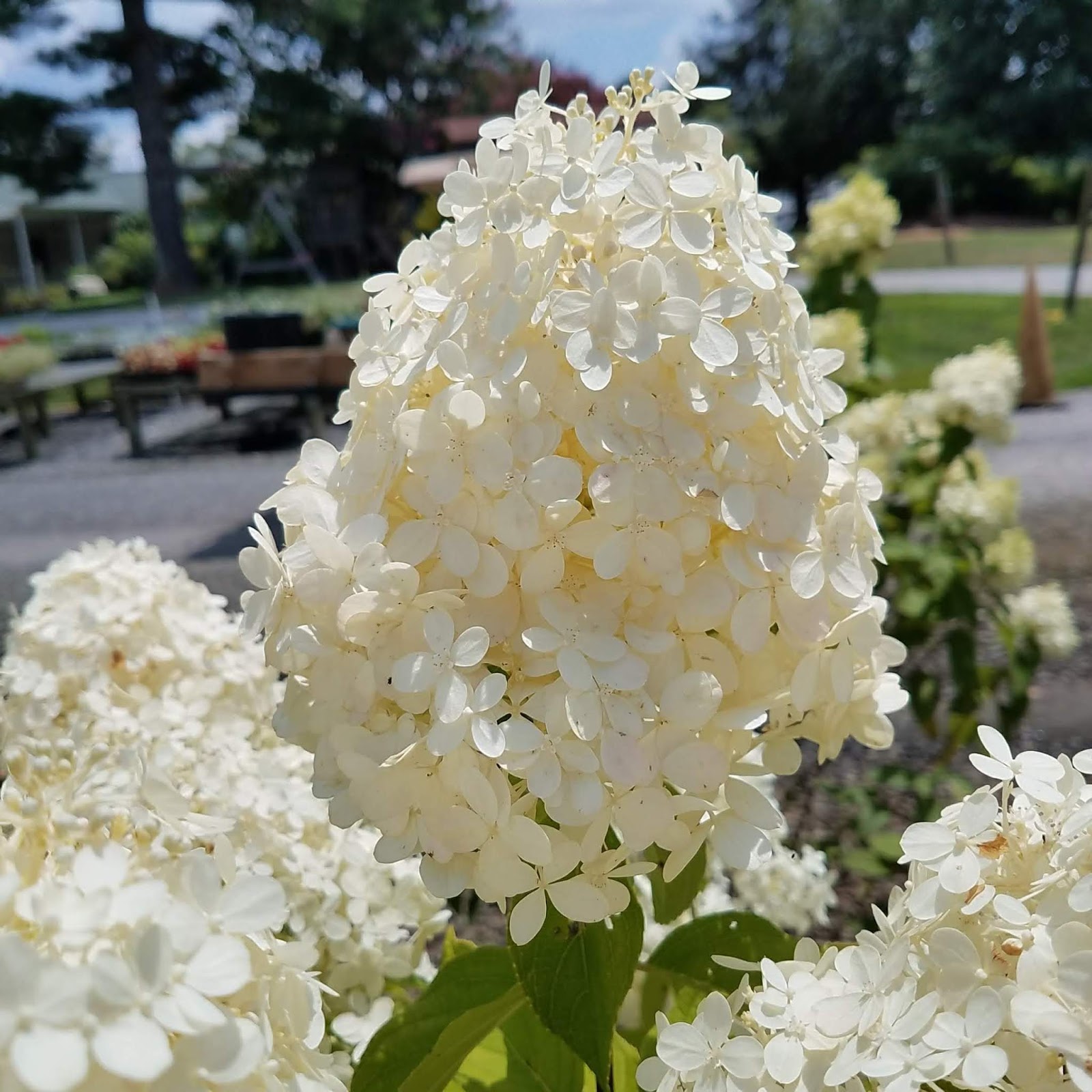 1 Bp Blogspot Com Jmbtwd795yq S 2 Qlr5vti Aaaa