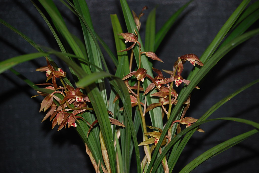 Cymbidium sinense The Chinese Cymbidium care and culture Travaldo