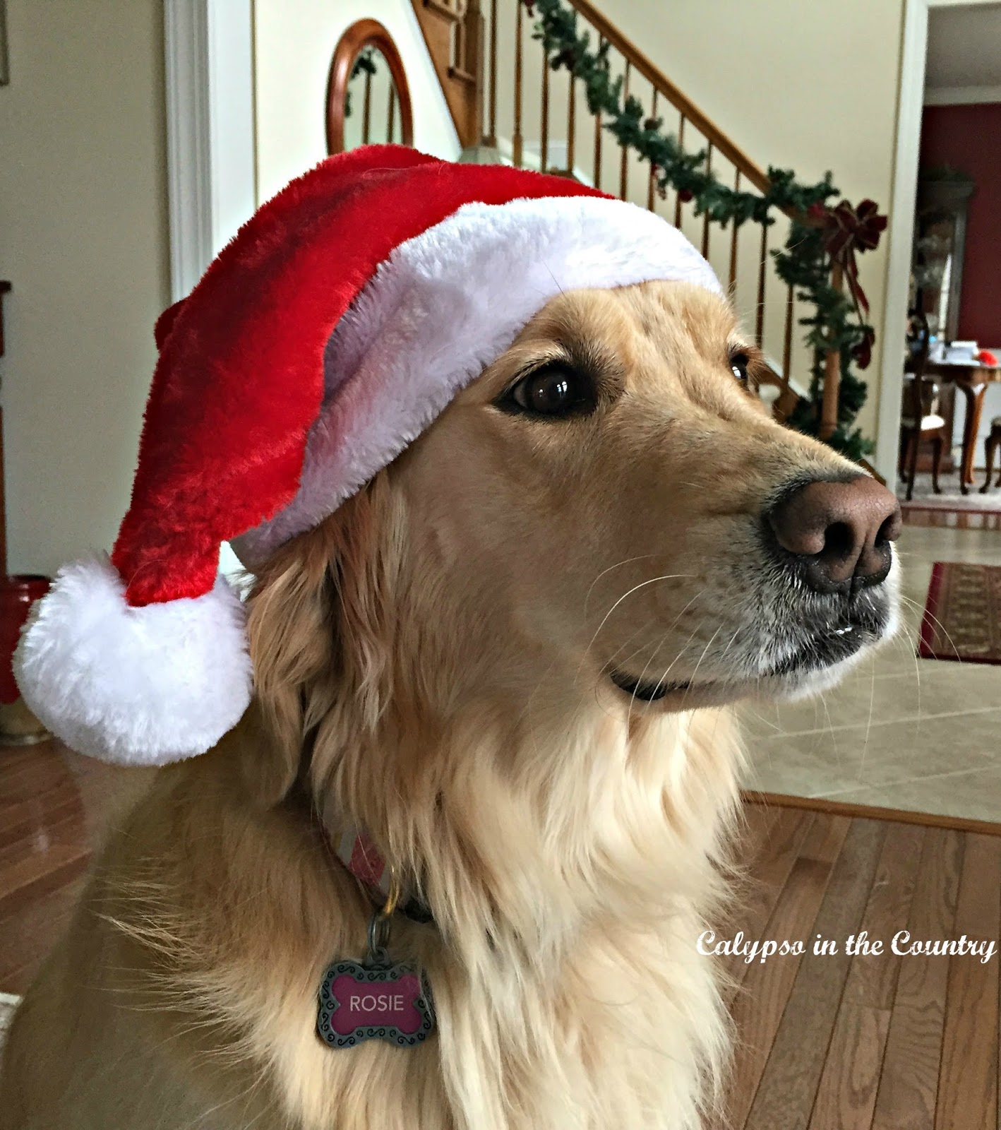 Golden Retriever at Christmas Golden Retriever in Santa Hat
