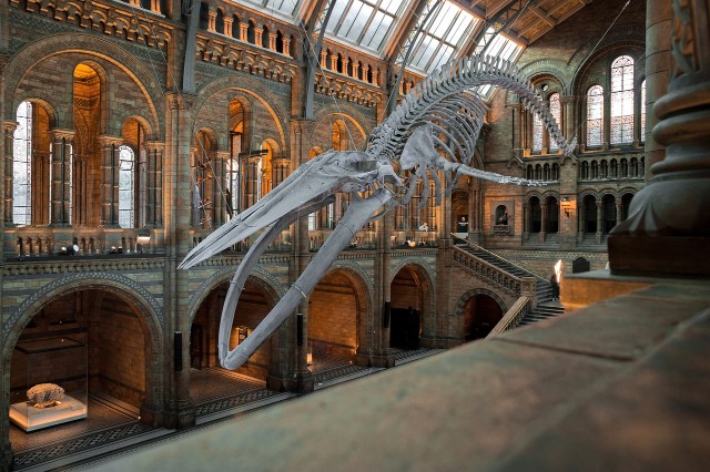 Londra - National History Museum - Poracci In Viaggio londra-national-history-museum-poracci-in-viaggio