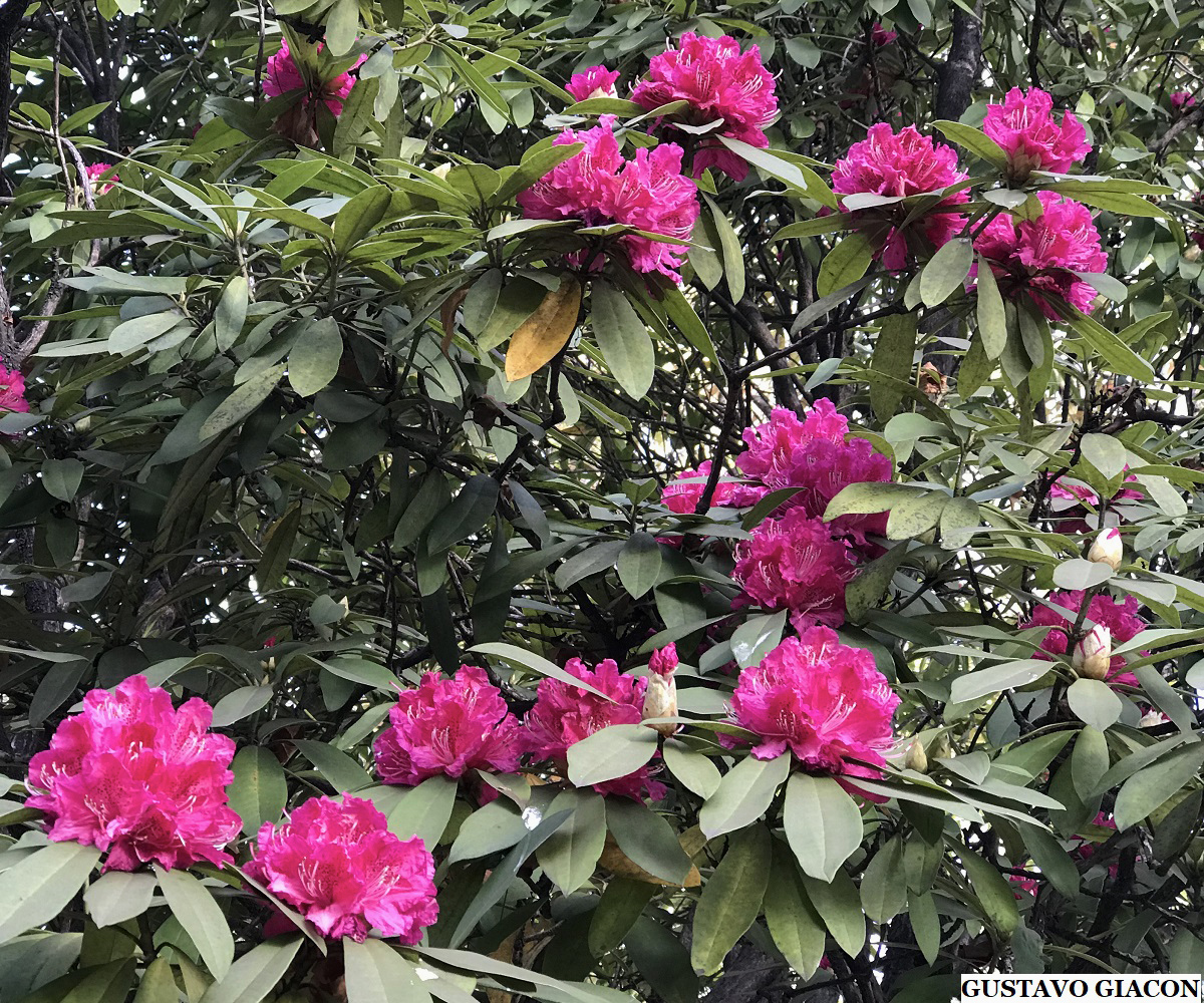 Viveiro Ciprest - Plantas Nativas e Exóticas: Azaléia Arbórea Rosa ou  Rododendro ( Rododendro thomsonii )