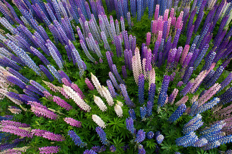 New Zealand flower field of Lupines