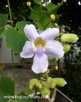 Thunbergia grandiflora