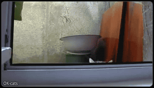 Art Cat GIF with caption • Funny cat  spying on the neighbors • “HEY YOU!” Little privacy please!