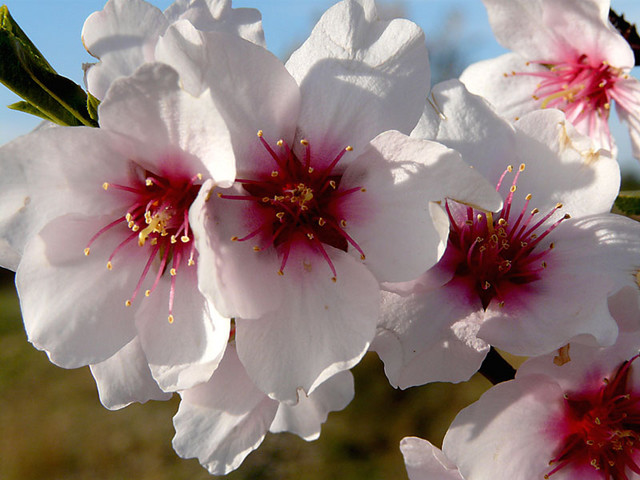 Almond Tree Blossom Meaning