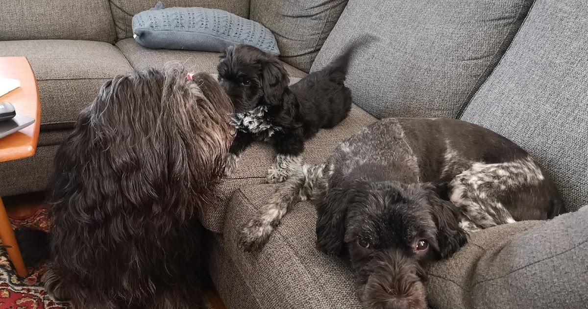 HUNDLYCKA Prada has left the building