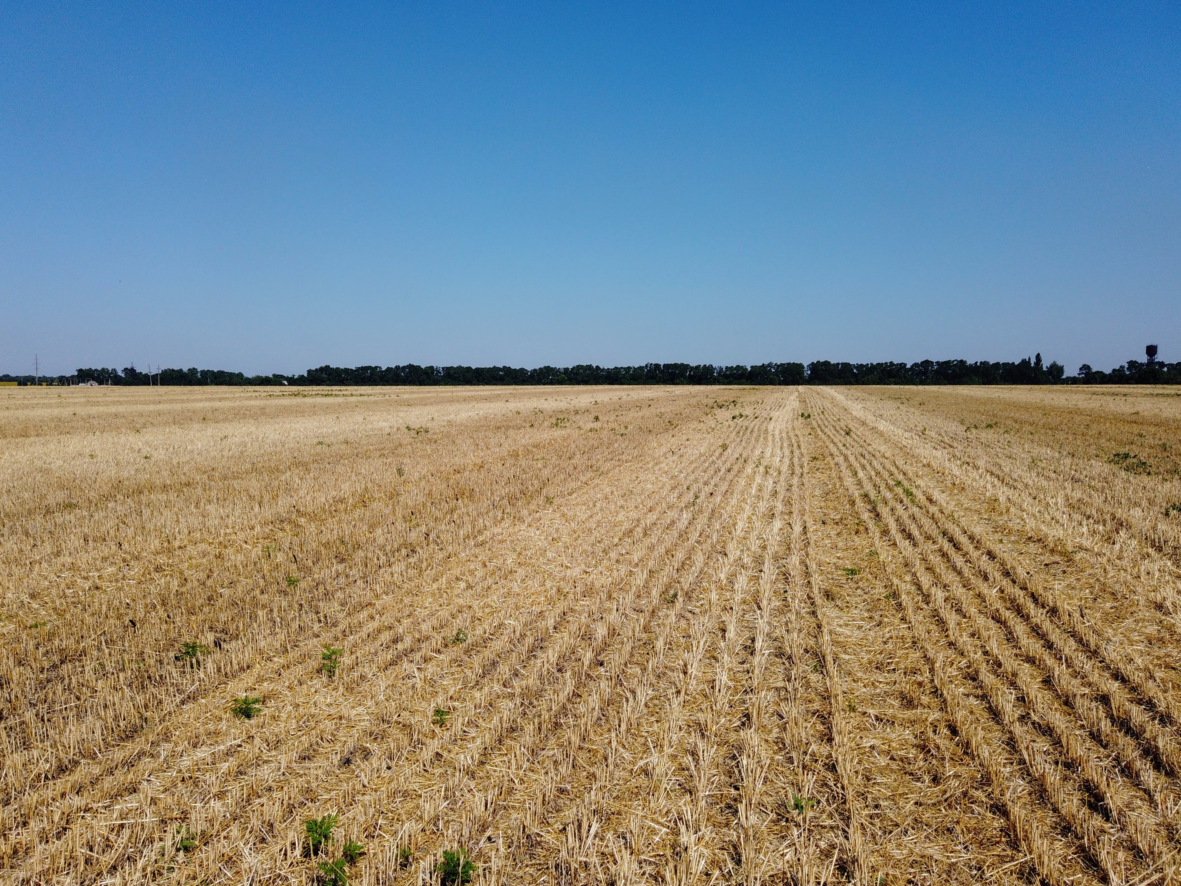 Скошенное пшеничное поле