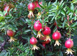 Anar ke fayde (benefits), upyog aur nuksan - 15 benefits, uses and disadvantages of pomegranate