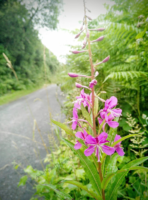 purple flowers, fireweed