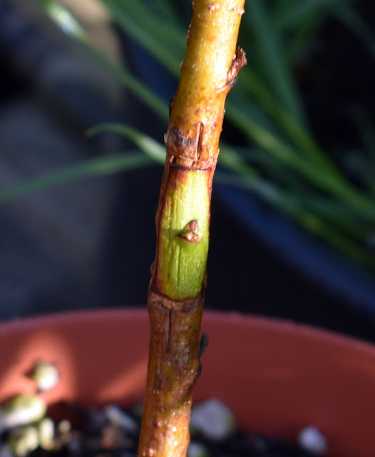 peach bud patch graft
