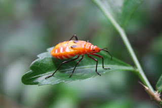  Serangga adalah jenis hewan yang mudah kita temukan disekitar kita Kliping Jenis Hewan Serangga dengan Penjelasan