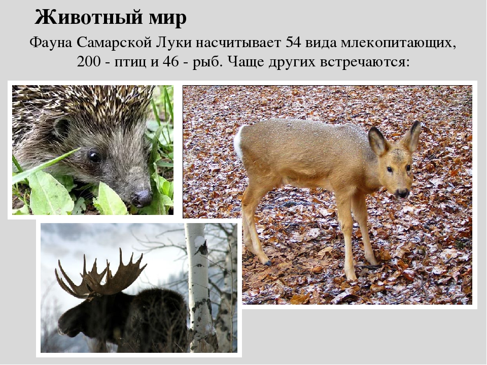 Какие звери встречаются в краснодарском крае. Животный мир Самарской Луки.