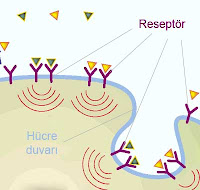 Hücre duvarındaki reseptörleri gösteren bir çizim