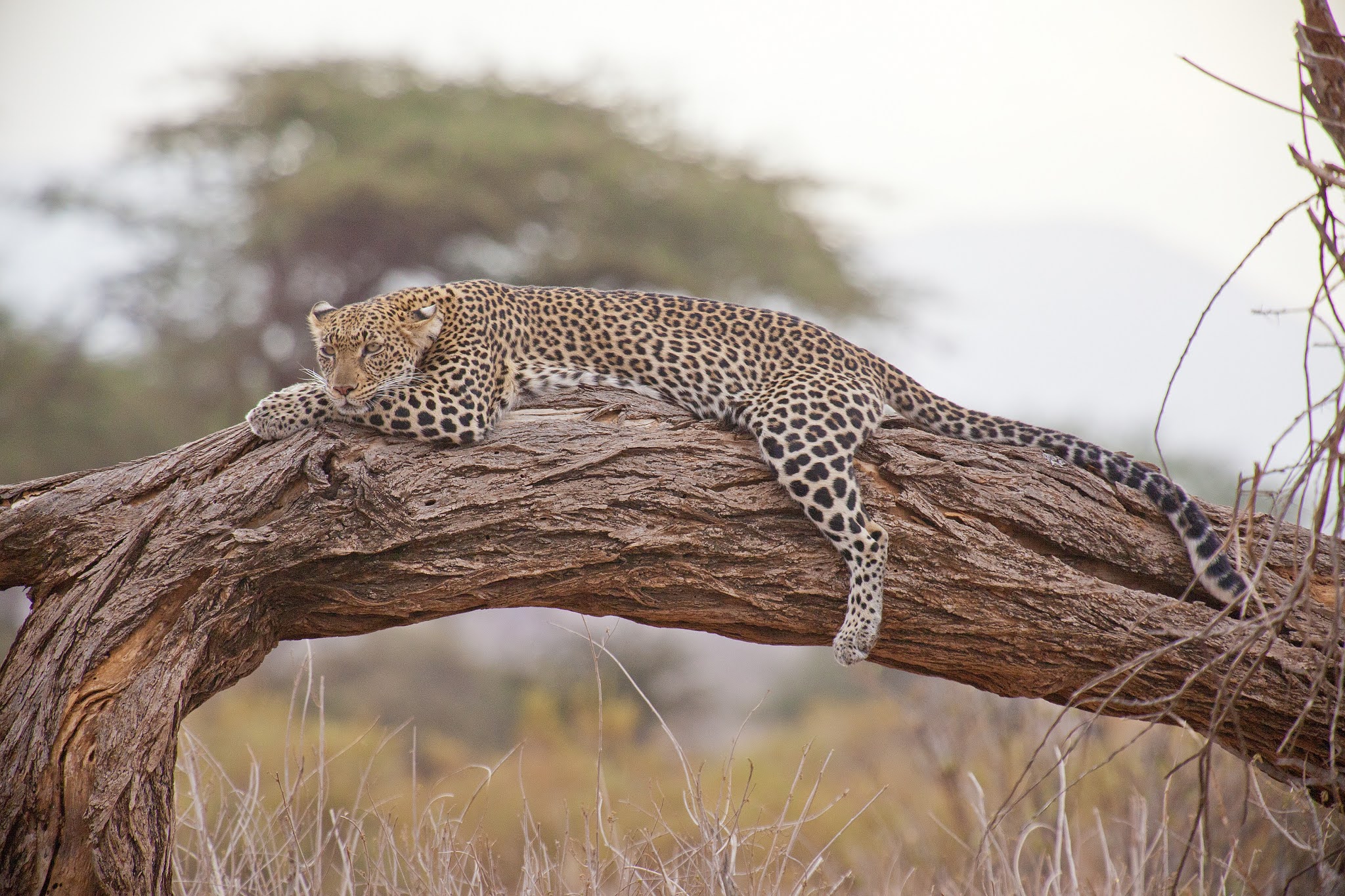 Leopard: Habits, Diet and Other Facts