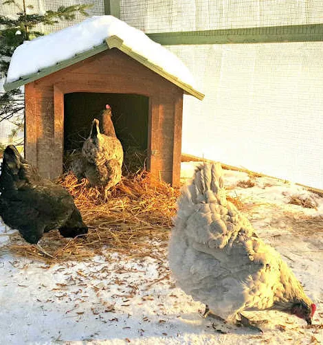 Winterize a chicken coop. 6 easy steps to keeping your chickens warm.
