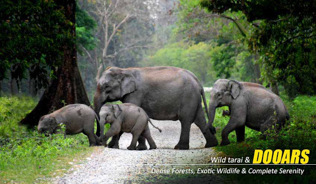 Wonder Wild Elephant Crossing Roads in Lataguri Jungle, Dooars
