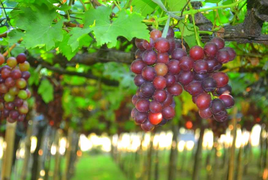 La Union Place Grapes Farm in La Union
