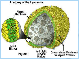struktur-lisosom