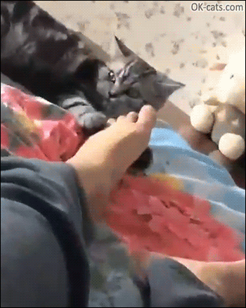 Funny Cat GIF • Epic cat reaction after realizing how stinky his human foot fingers are! [ok-cats.com]