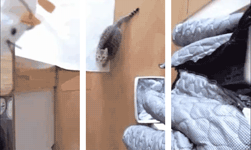 A Simple Trick Makes These 3D Gifs Pop Out Of The Screen At You