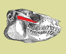 Protypotherium skull